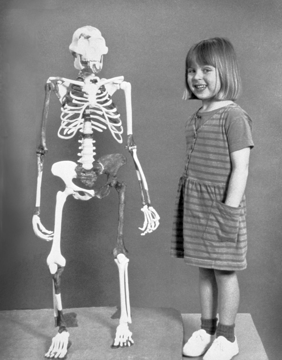 A reconstructed skeleton of Lucy is displayed next to Grace Latimer, 4, to illustrate Lucy