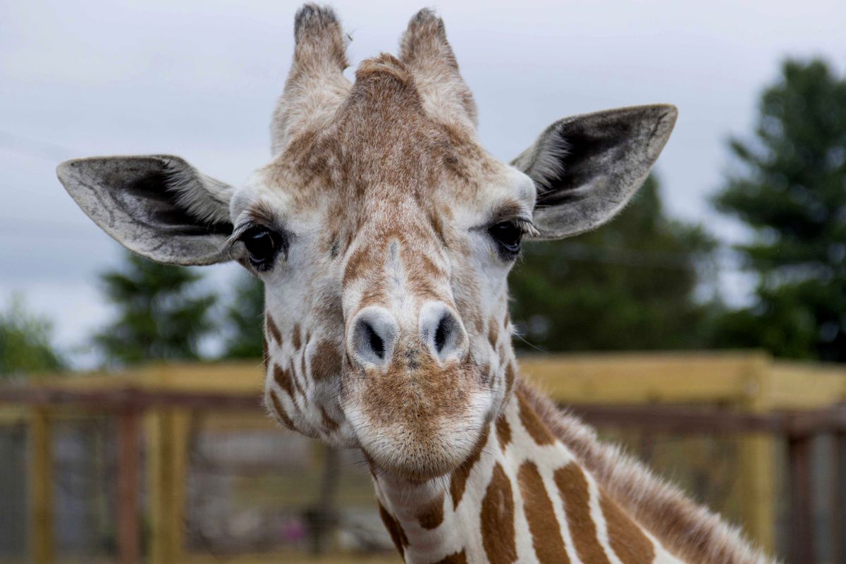 April is shown in 2018 at Animal Adventure Park in Harpursville, N.Y.  (HONS)