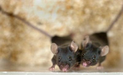 
A pair of black lab mice peer from their enclosure at Washington State University. They are checked daily and given wood chips and cotton for bedding and burrowing. 
 (Joe Barrentine / The Spokesman-Review)