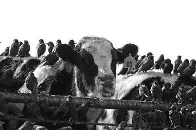 
Birds surround cattle in a feedlot at an ethanol plant in Mead, Neb., Thursday
 (Associated Press / The Spokesman-Review)