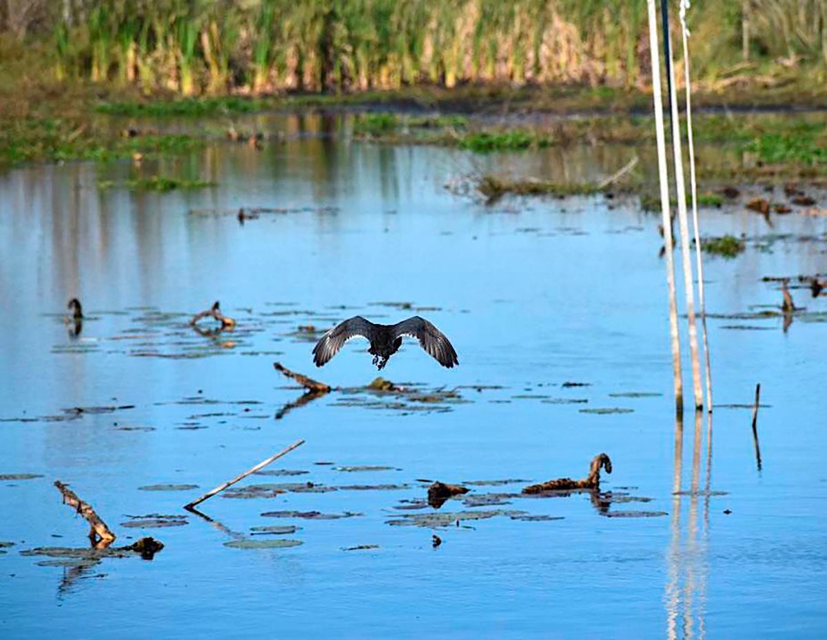 This photo provided by the Louisiana Department of Wildlife and Fisheries shows an American coot flying in the Bayou Sauvage National Wildlife Refuge in New Orleans on Thursday, Jan. 13, 2022, after being cleaned of diesel fuel from a broken pipeline in nearby St. Bernard Parish. Only three of 23 birds found alive after the spill have survived, but the 78 alligators rescued so far are doing well, and 33 of them had been released in the refuge by the morning of Friday, Jan. 14, 2022.  (HOGP)