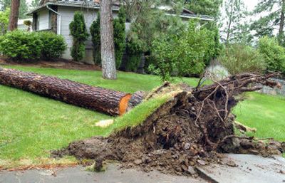 
Winds blew down this tree near Tom Simonich's house in Hangman Hills tearing up his yard and cracking a neighbor's driveway. 
 (JOE BARRENTINE/The Spokesaman-Review / The Spokesman-Review)