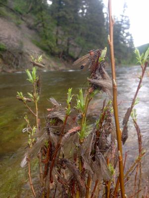 Salmonflies swarm the river bank along Rock Creek near Clinton, Montana, on May 27, 2016. (Rock Creek Fisherman's Mercantile)