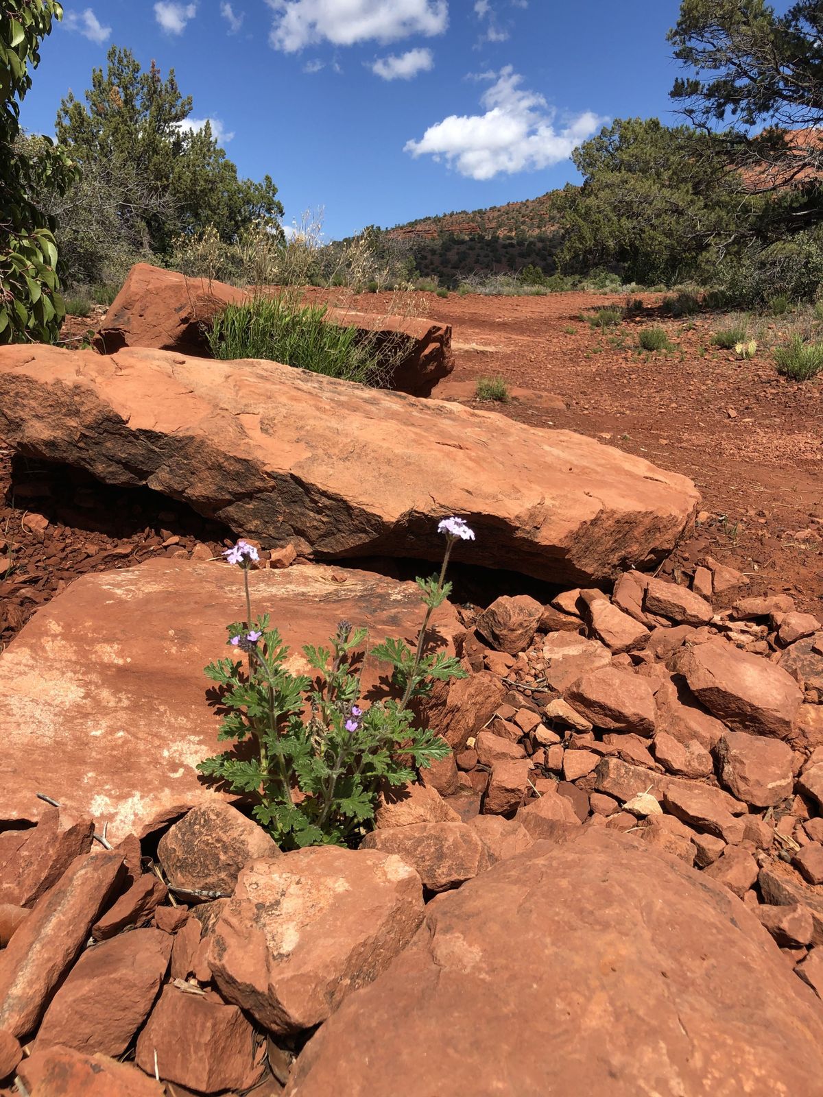 Spring means the welcome appearance of wildflowers in the high desert surrounding Sedona, Arizona. (Leslie Kelly)