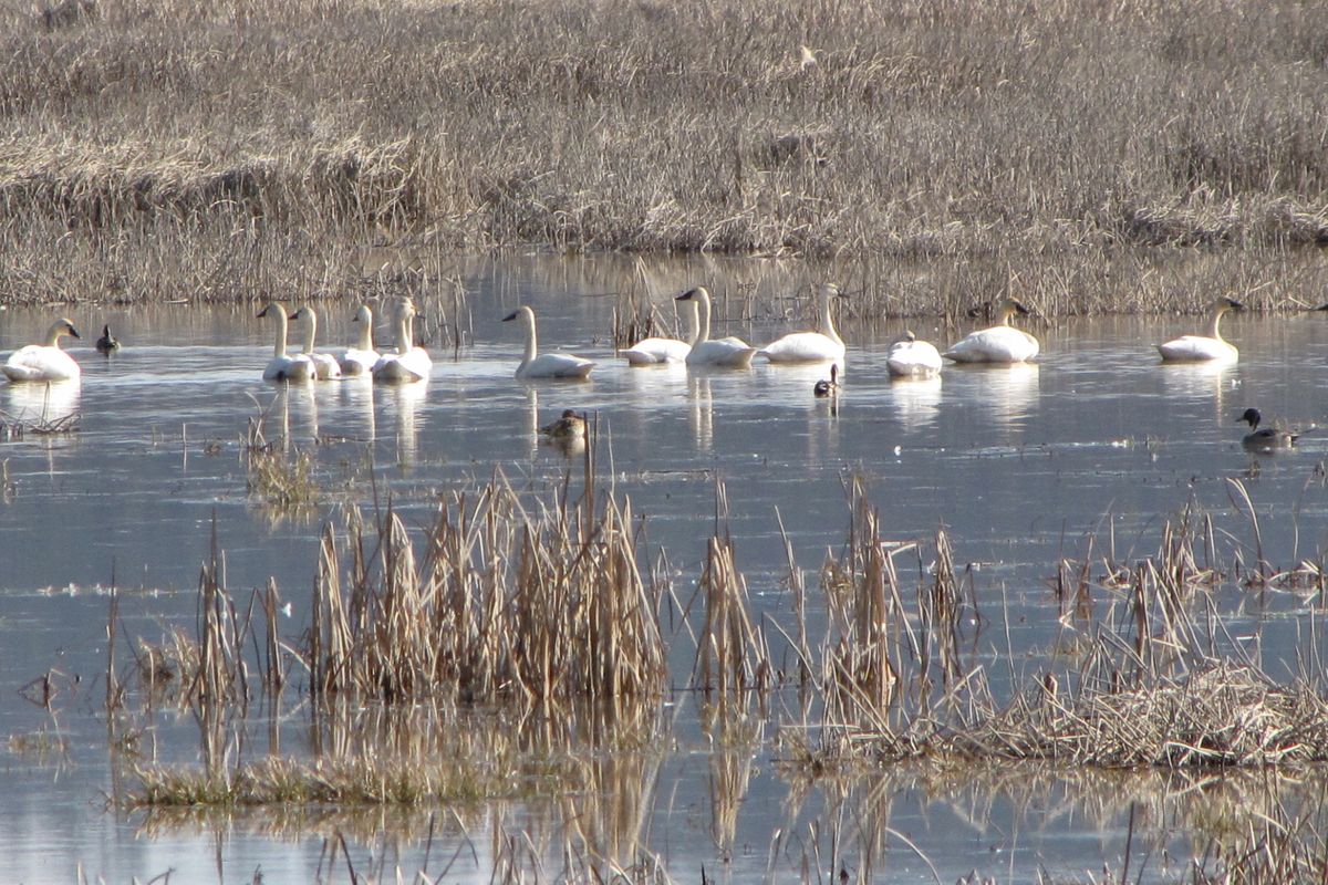 Tundra swans stop at Calispell Lake near Usk in Pend Oreille County. (Bill Morlin)