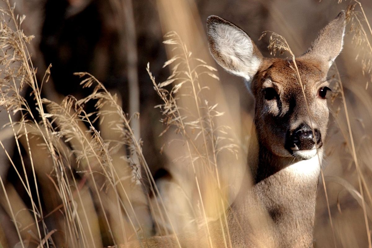 White-tailed deer are dying in a 2015 outbreak of bluetongue in Eastern Washington, North Central Idaho and southeastern Oregon.  (Robin Loznak / AP)