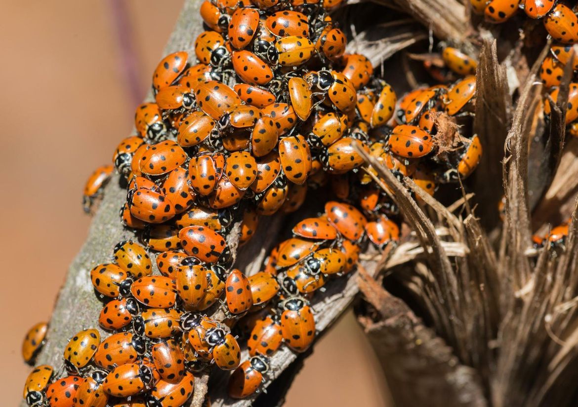 Reader Photo: Swarm Of Ladybugs | The Spokesman-Review