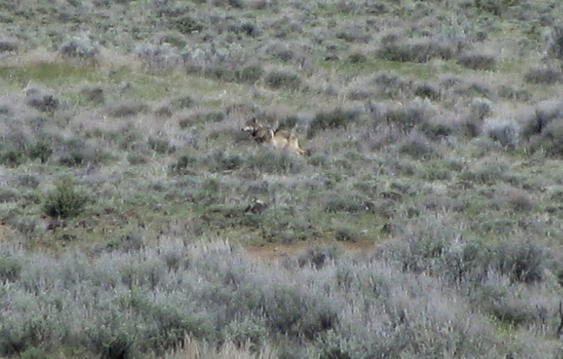 Still on the move: This Tuesday photo provided by the California Department of Fish and Game shows OR-7, the Oregon wolf that has trekked across two states looking for a mate, on a sagebrush hillside in Modoc County, Calif. A California Department of Fish and Game biologist spotted the wolf and took this photo while out visiting ranchers in the area. (Associated Press)