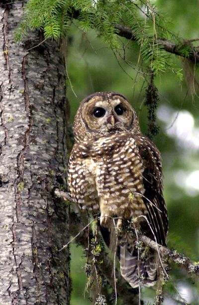 A northern spotted owl sits in the Deschutes National Forest near Camp Sherman, Ore.   (File Associated Press / The Spokesman-Review)