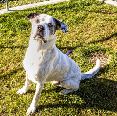 Benny has brown markings on his face and brown spots on his body. He is seen at the Spokane County Regional Animal Protection Service. (Kathy Piper / For The Spokesman-Review)