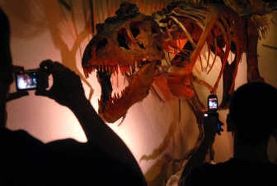 
Mead residents Kevin King, left, and his son Adam, 12, take digital photos of the Tyrannosaurus rex skeleton cast on Sunday. 
 (Holly Pickett / The Spokesman-Review)