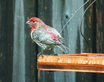 
A male house finch sporting its seasonal colors may make an appearance. 
 (File/ / The Spokesman-Review)