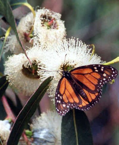 A Monarch butterfly sits on a white eucalyptus blossom. Plants, such as milkweed and cone flowers, can attract the colorful insects to a garden to lay eggs and return year after year.
(Associated Press / The Spokesman-Review)