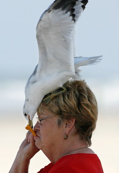 ORG XMIT: FLDAY101 A bold seagull lands on the head of Jackie Cempura, of Springdale, Ark., to take a chip from Cempura's mouth while visiting the beach in Ormond Beach, Fla. on Tuesday, March 10, 2009. (AP Photo/Daytona Beach News-Journal, Nigel Cook) (Nigel Cook / The Spokesman-Review)