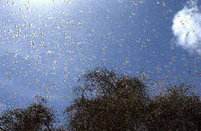 
Desert locusts fill the sky above farmland in the semi-desert near Kaedi, Mauritania in this picture released Thursday by the U.N. Food and Agriculture Organization .Desert locusts fill the sky above farmland in the semi-desert near Kaedi, Mauritania in this picture released Thursday by the U.N. Food and Agriculture Organization .
 (AP photo/FAO AP photo/FAO / The Spokesman-Review)
