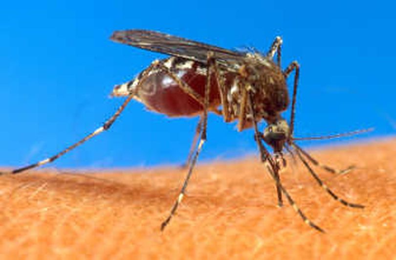 
Some mosquito species transmit West Nile virus.
 (Associated Press / The Spokesman-Review)