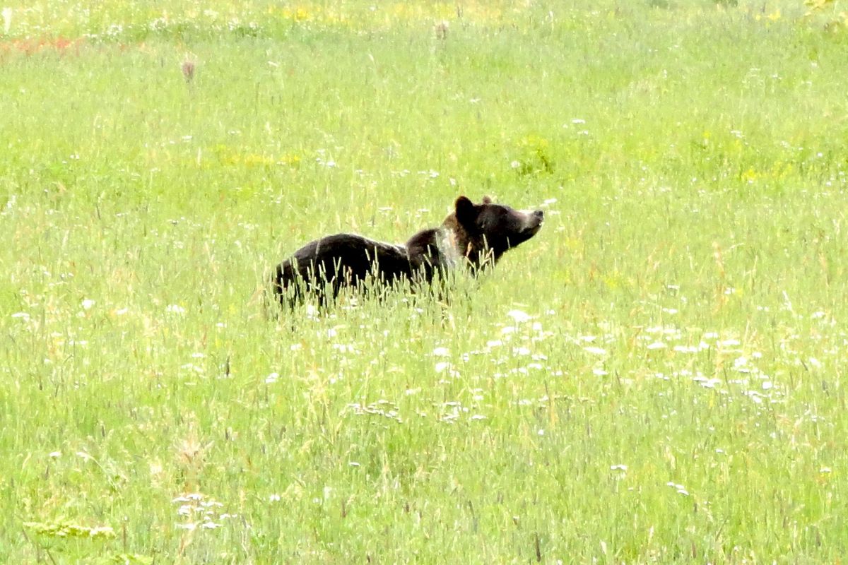 A grizzly bear runs through a Montana meadow.  (Jean Arthur / Down to EarthNW Correspondent)