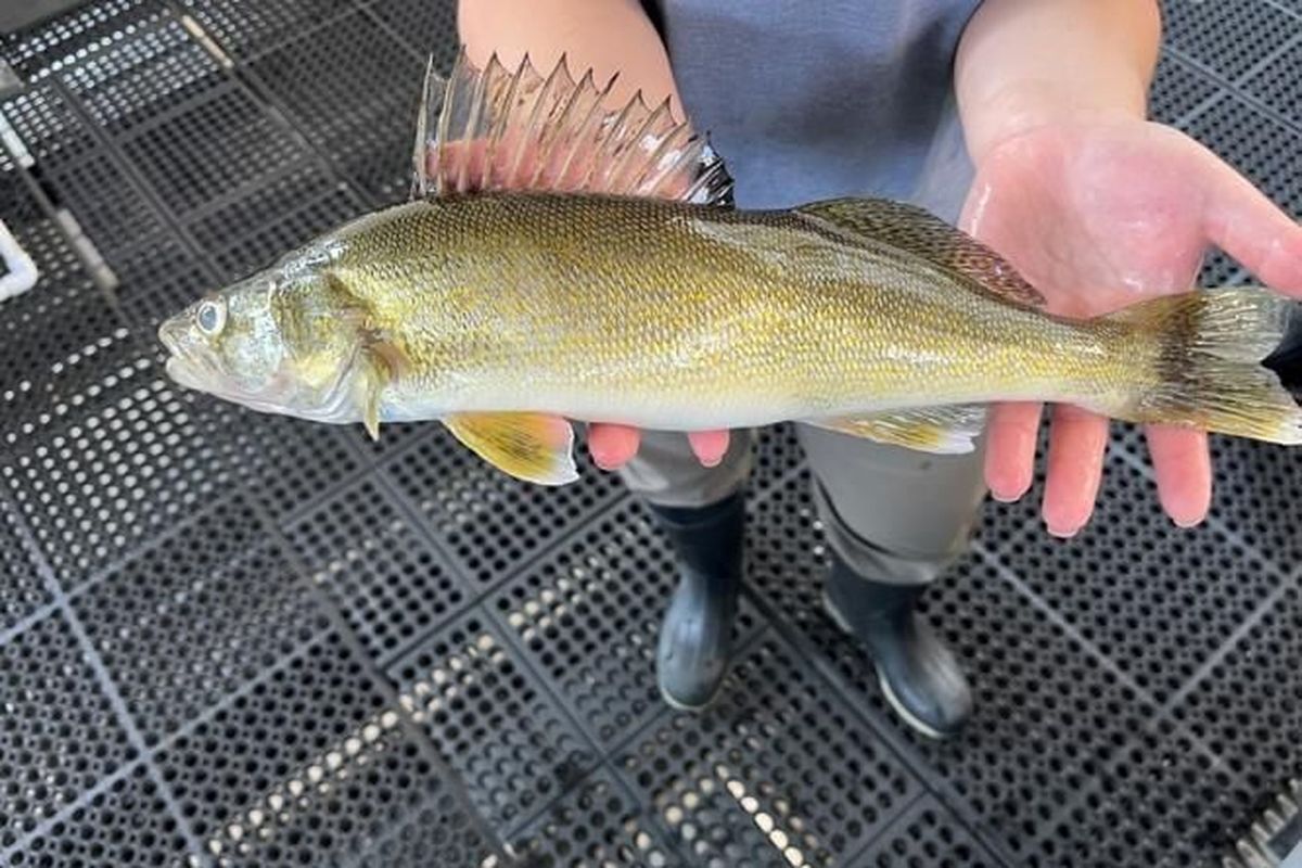 A fisheries worker holds a walleye caught from a sampling trap at Lower Granite Dam. Salmon and steelhead managers are concerned about the upriver movement of walleye, a voracious predator of juvenile fish.  (Courtesy of Idaho Fish and Game)