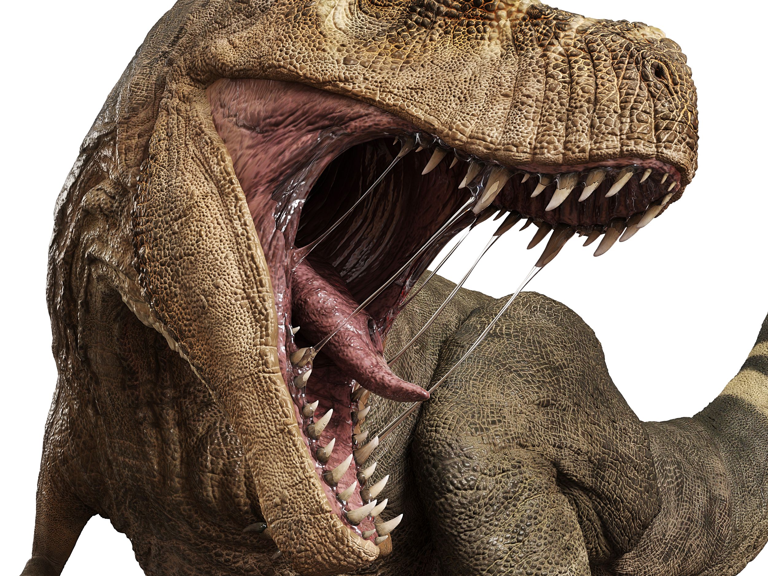 T-rex was as smart as the modern day primates, study claims