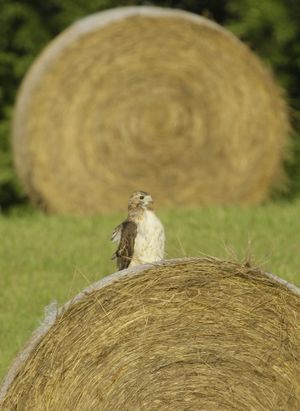 ORG XMIT: KSOW101 A red-tailed hawk sits on a round bail of hay located on the West Campus of the University of Kansas in Lawrence, Kan., Thursday, Aug. 20, 2009. (AP Photo/Orlin Wagner) (Orlin Wagner / The Spokesman-Review)
