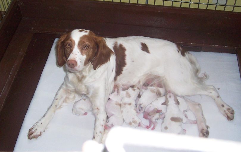Penny, of Tainter Creek Brittanys in Wisconsin, nurses her new litter of eight Brittany spaniel pups. (Courtesy)