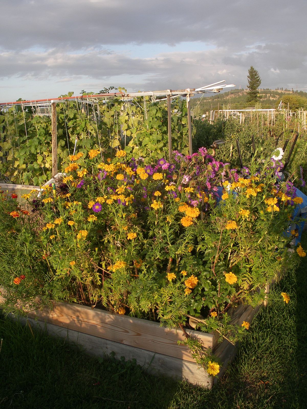 The Northeast Community Center Garden is an example of one of 12 community gardens in the Spokane area. Gardening experts say this style of garden is great to bring neighborhoods together, increase property values and make it easier to put fresh food on peoples