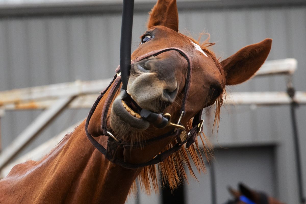 Two-year-old Myuddermamasapaint bites on his lead as he cools down after exercising on the track Aug. 18 at Emerald Downs in Auburn, Washington. Myuddermamasapaint, who was orphaned at birth and raised by a mom who had just lost a foal, has been racing at Emerald Downs.  (Ellen M. Banner/Seattle Times)