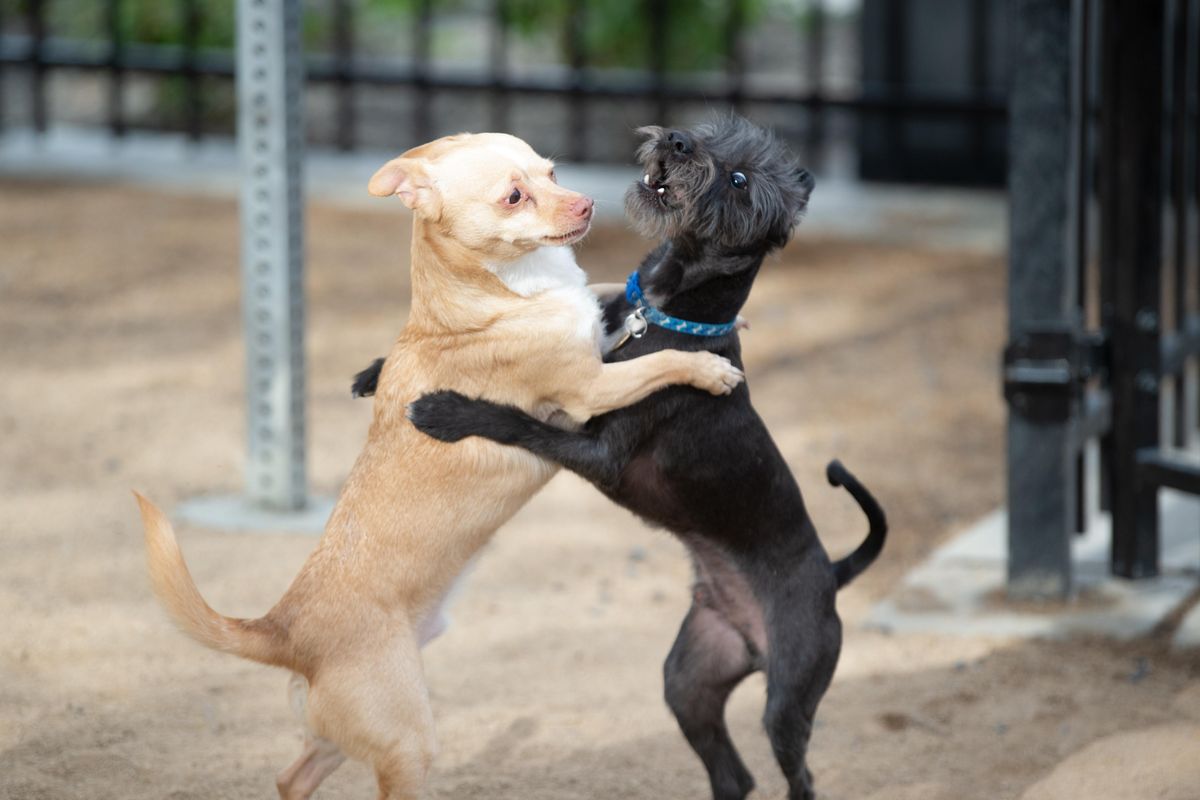Two apartment-dwelling dogs, Merlin, left, and Chico play in the sand at the new dog park on the triangular lot bounded by Sprague and Riverside avenues and Adams Street in downtown Spokane on Thursday, May 2, 2019. The dog park, enclosed by a black fence, was completed as part of a large combined sewer overflow tank on the block to the south of the dog park. (Jesse Tinsley / The Spokesman-Review)