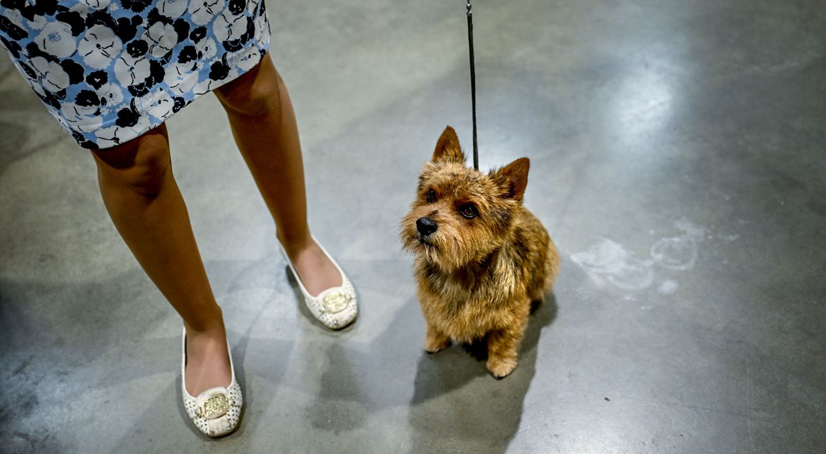 Archie, the Norwich Terrier, owned by Emma Gallaway is prepared for competition at The Spokane Kennel Club Memorial Day Cluster at Spokane County Fair &amp; Expo Center on Friday, May 23, 2025  (Kathy Plonka/The Spokesman-Review)