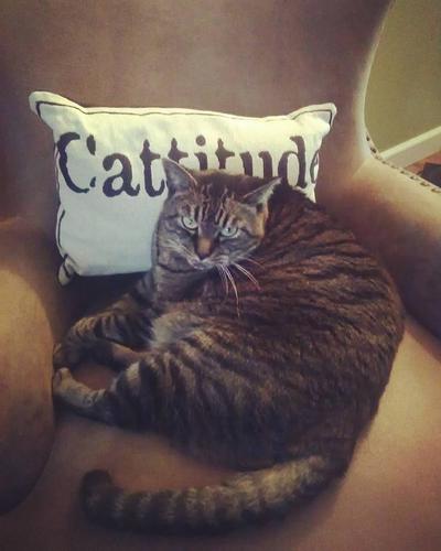 Thor has cattitude.