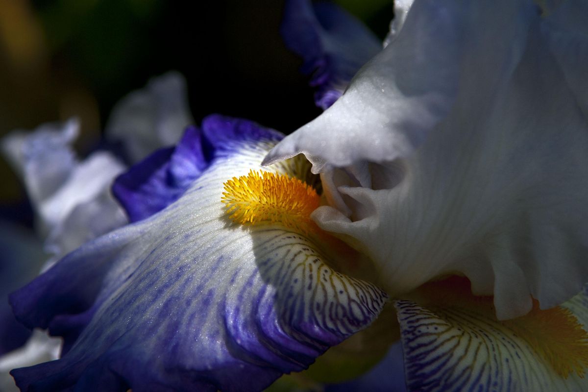 This Iris is blooming in Ellen and Ernest Grabbe