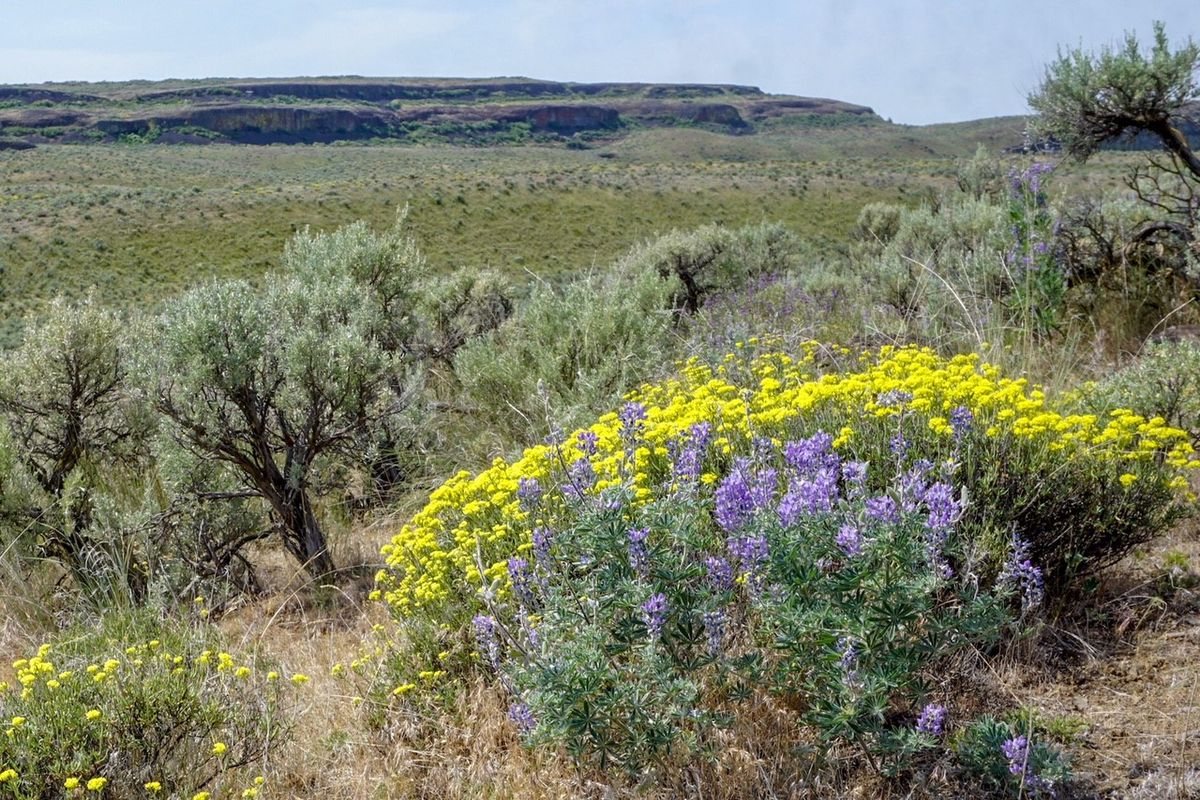 Sagebrush and wildflowers grow in Moses Coulee.  (Photo courtesy of Chase Gunnell)