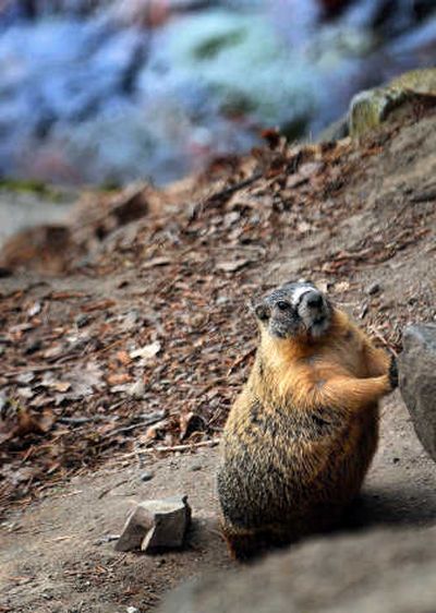 
A marmot takes a break – from mayhem, perhaps? – in Riverfront Park. 
 (Rajah Bose / The Spokesman-Review)