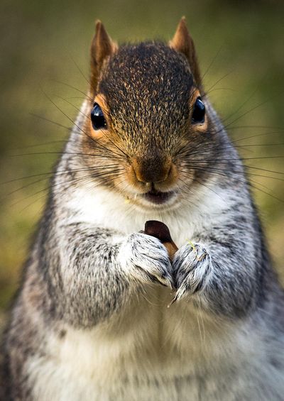 A tree squirrel munches on a maple tree samara in Spokane’s Corbin Park on Wednesday, Dec. 9, 2015. Tree squirrels do not hibernate in winter, but will remain in their nests in cold or stormy weather, venturing out to forage or find food they stored nearby. (Colin Mulvany / The Spokesman-Review)
