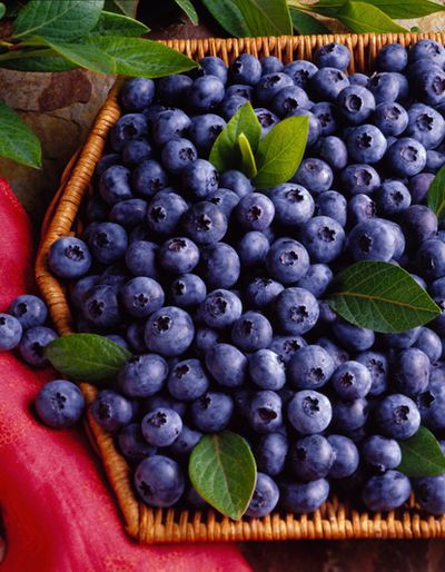 Freshly picked blueberries can stay fresh in the refrigerator for up to two weeks.