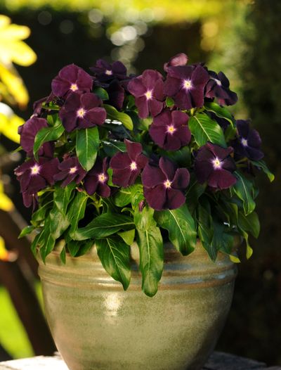Vinca Jams ’n Jellies Blackberry is a stunning new plant introduction for 2012.