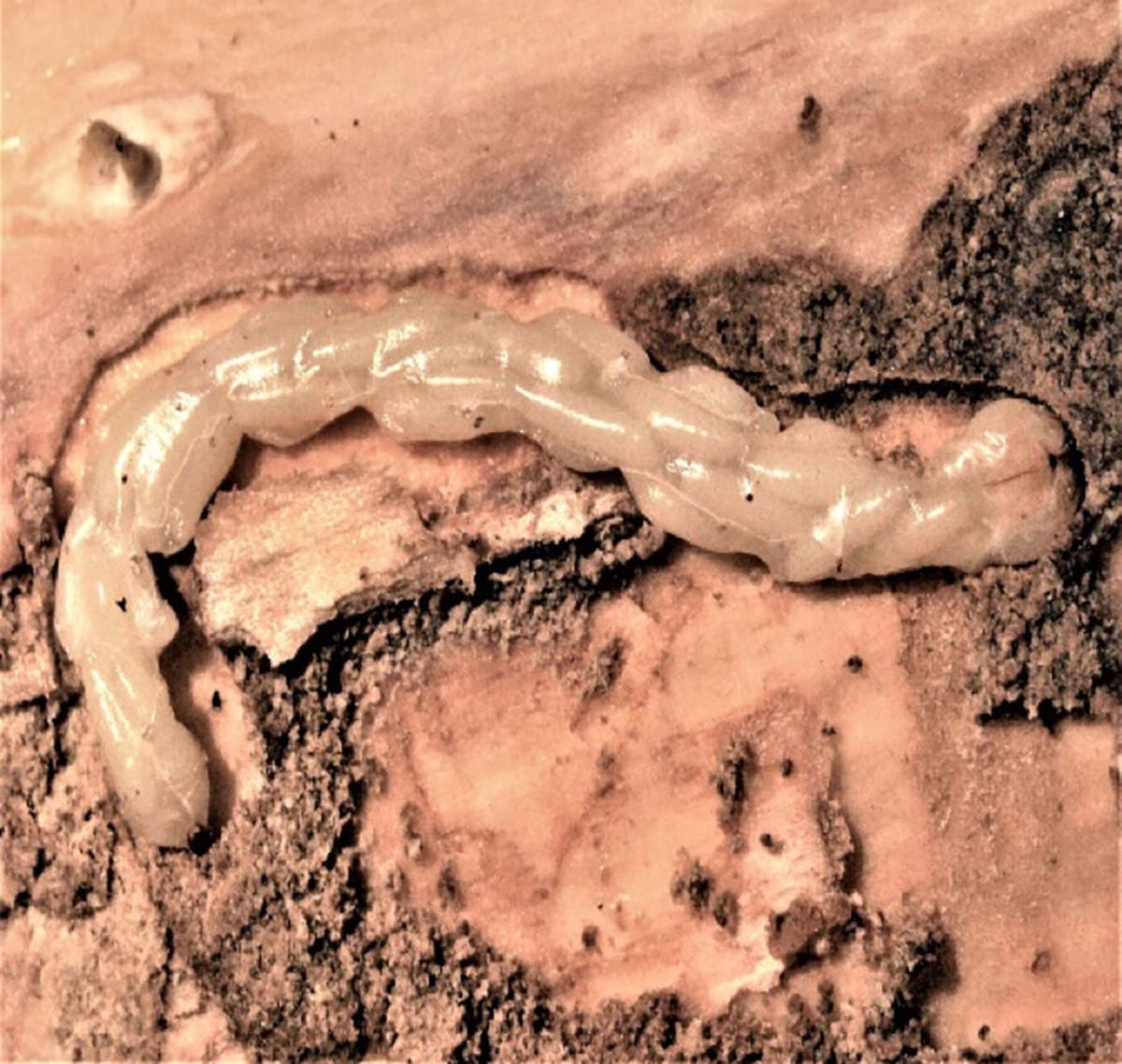 This emerald ash borer larva was eaten by wasp larvae. The wasps don’t kill all the emerald ash borers, just enough to save some of the ash trees.  (Jian Duan/USDA)