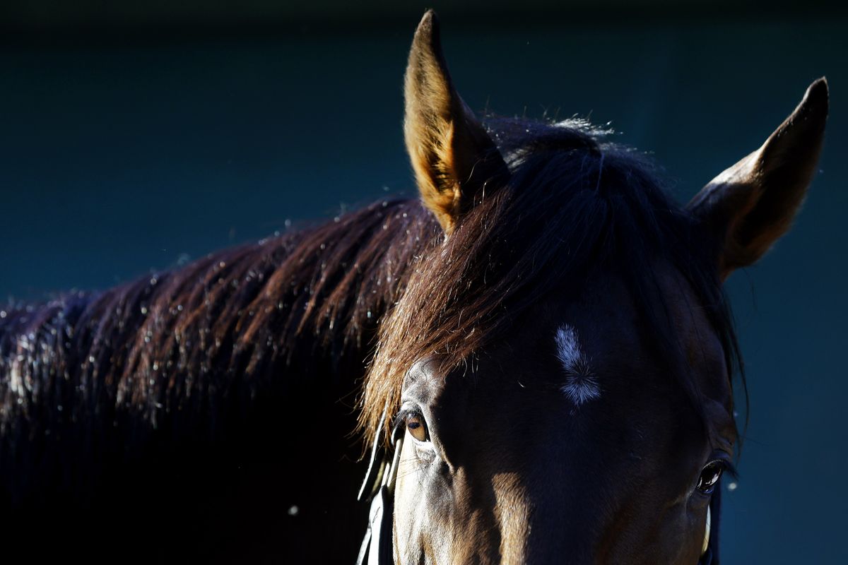 Kentucky Derby winner Orb tabbed as Belmont favorite The SpokesmanReview