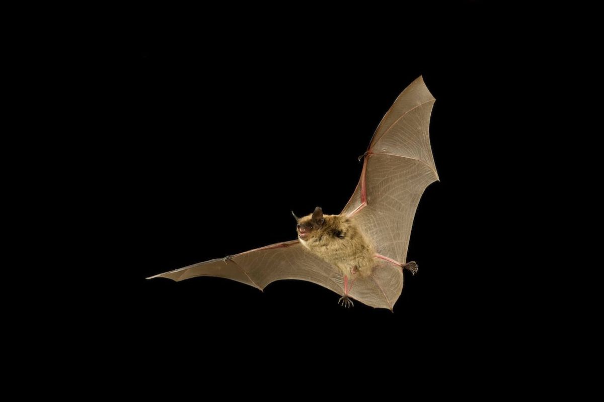 A little brown bat flies over a body of water north of Wenatchee. This species is sometimes found in attics, buildings or clinging to the underside of bridges during summer. It weighs about half an ounce and has a 9- to 11-inch wingspan.  (Courtesy/Bats Northwest)