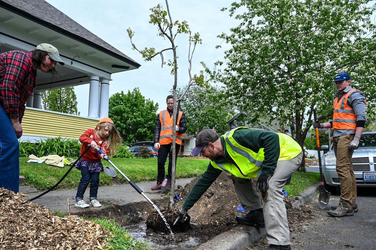 Adam Sweeney, right, points out the right spot for Jupiter Hansen, 4, to water an espresso Kentucky coffeetree at the corner of Wall Street and Cleveland Street near Corbin Park Thursday. Volunteers planted 39 of 500 trees as part of SpoCanopy Week in Spokane. The Lands Council and Avista are hosting five days of plantings in honor of Expo ’74+50.  (DAN PELLE/THE SPOKESMAN-REVIEW)
