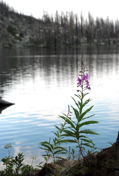 Fireweed is among the first flowers to bloom in the year after a forest fire, as demonstrated here at Hope Lake in the Anaconda-Pintler Wilderness of Western Montana. (Rich Landers / The Spokesman-Review)