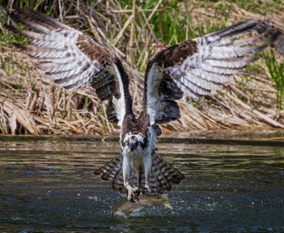 An osprey plucks a trout from Fernan Lake in this April 12 photo by Mark Stoeser.  (Courtesy of Mark Stoeser)