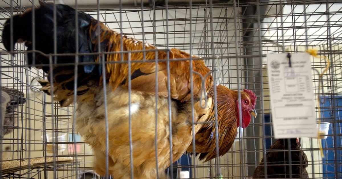 The world depends on chicken, and so does the bird flu virus