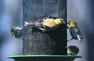 
Would you eat off a stranger's plate? 
 (Associated Press / The Spokesman-Review)