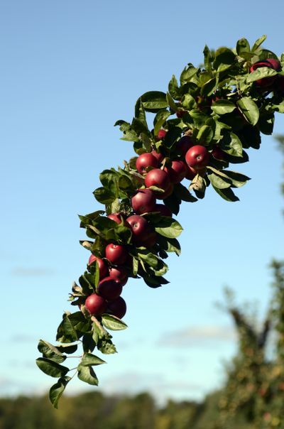 A branch full of a ripe, new apple variety hangs on it's bended limb at the Cornell University Fruit and Vegetable Research Farm in Geneva, N.Y., Monday, Sept. 23, 2013. (Heather Ainsworth / Fr120665 Ap)