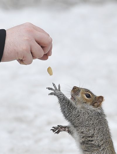 ORG XMIT: GMH101 A squirrel, who's obviously not shy, reaches for a peanut from the hand of a man at Mount Royal Park in Montreal, Tuesday, March 10, 2009. (AP Photo/The Canadian Press, Sheila Boardman) (Sheila Boardman / The Spokesman-Review)
