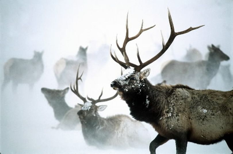 JACKSON, WYOMING -- Elk, part of a herd of more than 1,600, make their way through blowing snow at the National Elk Refuge outside Jackson Hole, Wyo., where, for 90 years, elk coming down from the high country for the winter, have gathered where they are fed through the season. Almost 8,000 elk in three herds, fed alfalfa pellets daily in the coldest months, start arriving in mid-October from the surrounding high country. Tourists can reach the herd by horse-drawn sleigh. (Michael Kodas / Associated Press)