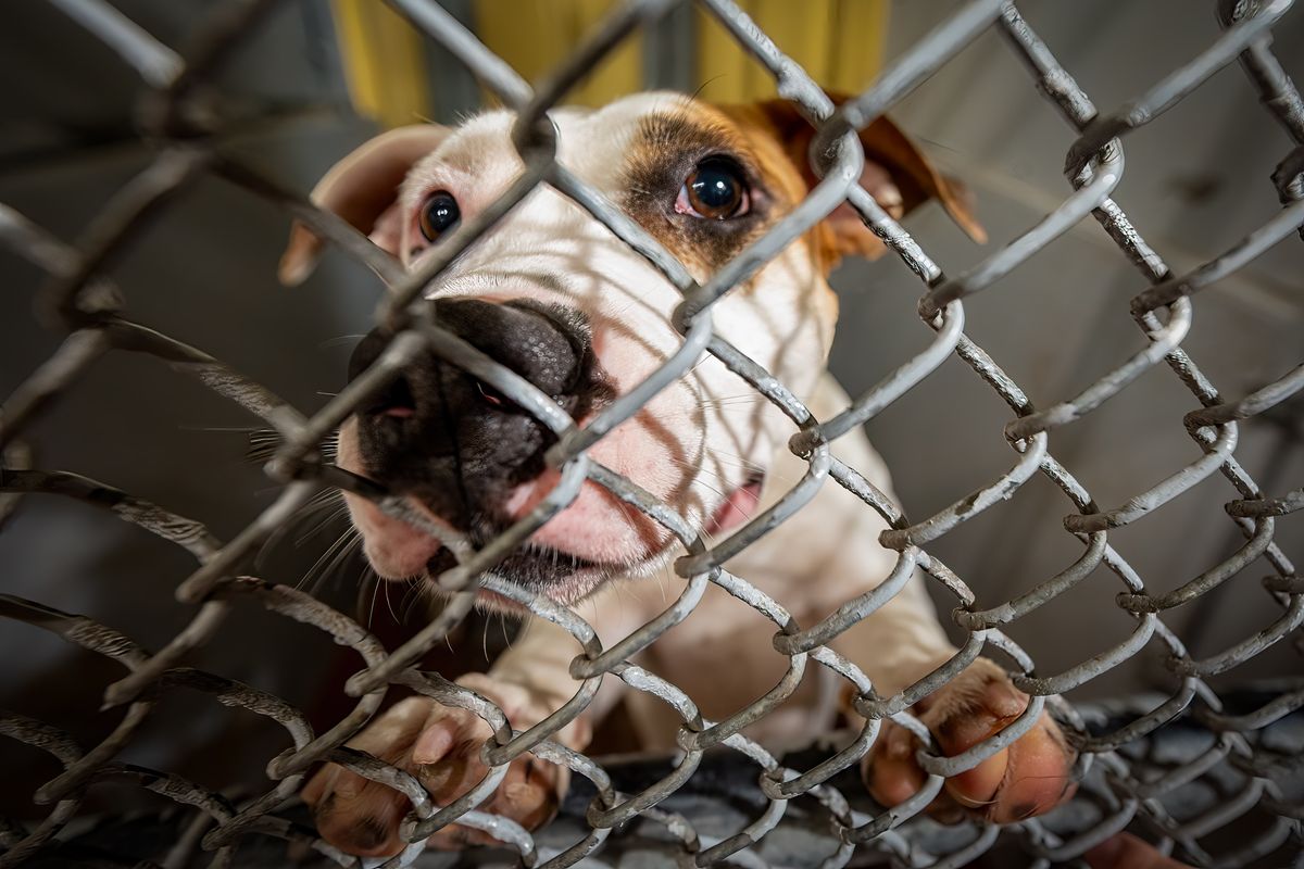 Spokane animal shelters see uptick in surrendered pets as housing emergency  looms post-COVID-19 | The Spokesman-Review