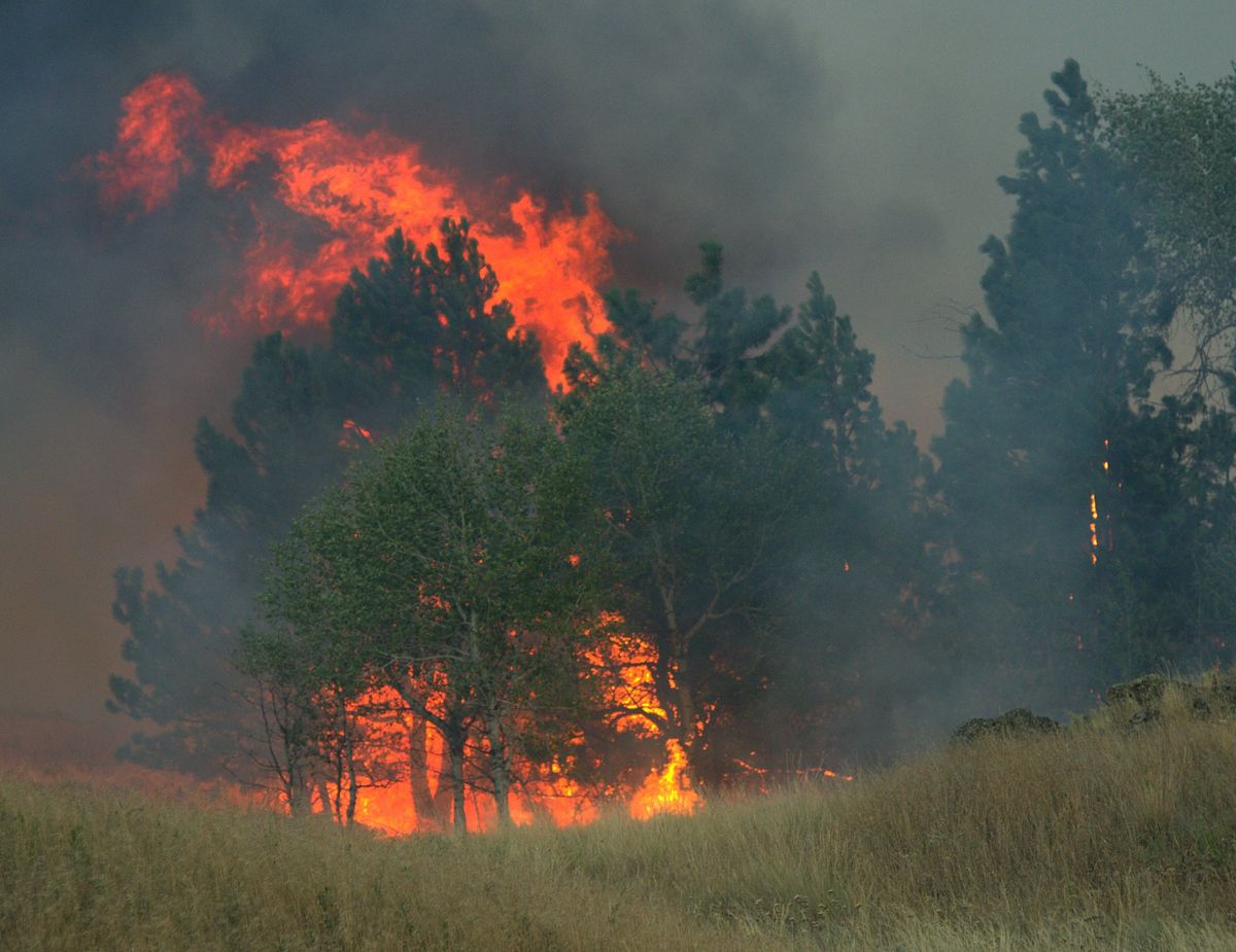 The Watermelon Hill fire near Fishtrap Lake consumes trees after crossing Pine Springs Road Saturday night. The wildfire has burned between 5000 and 6000 acres and moving in a southeast direction. A level three evacuation order have been given to people living near or in path of the fire. (Colin Mulvany / The Spokesman-Review)