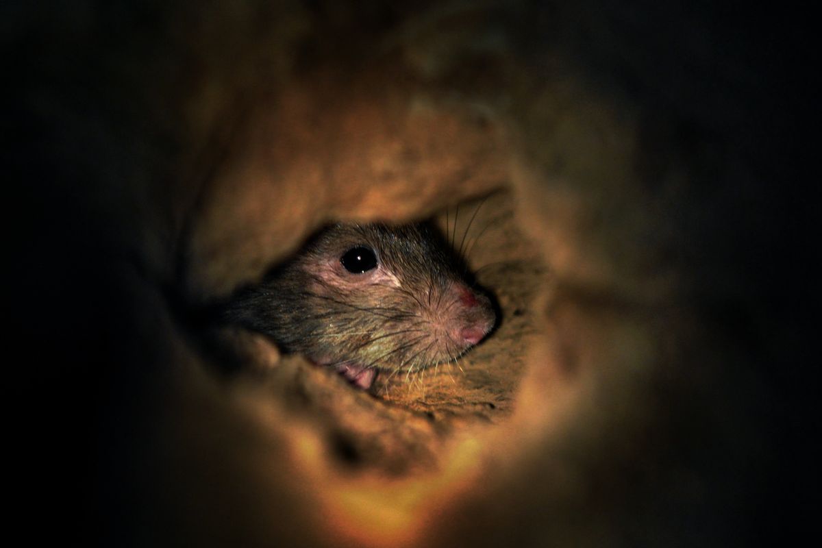 A young rat inside a burrow in McPherson Square in Washington.   (Michael S. Williamson/The Washington Post)
